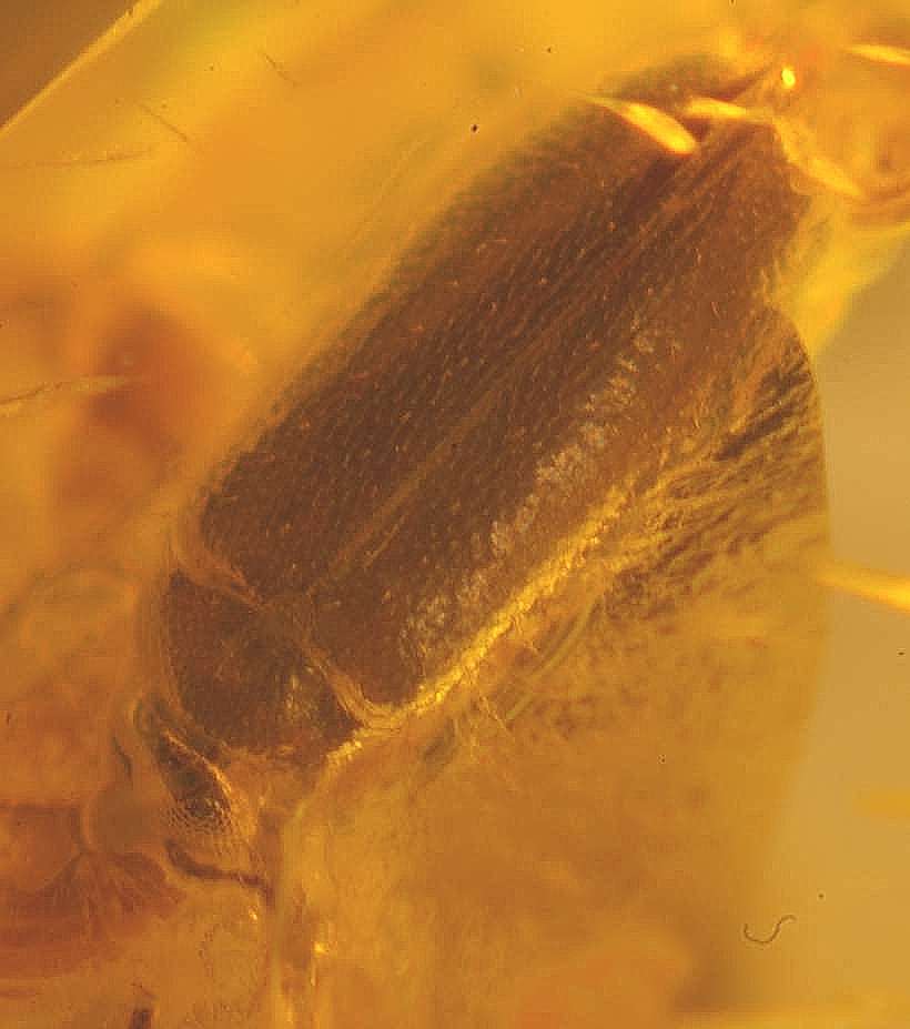 Fossil beetle Scraptiidae
