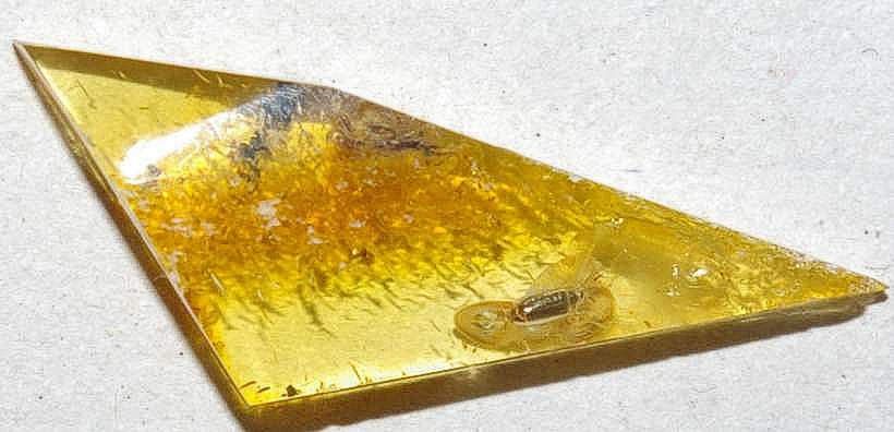 Scraptiidae fossil in amber