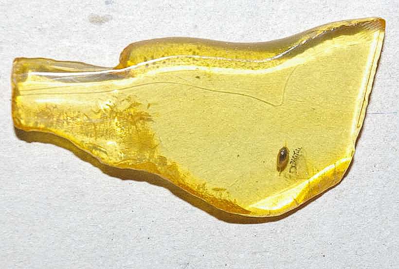 Throscidae fossil in amber