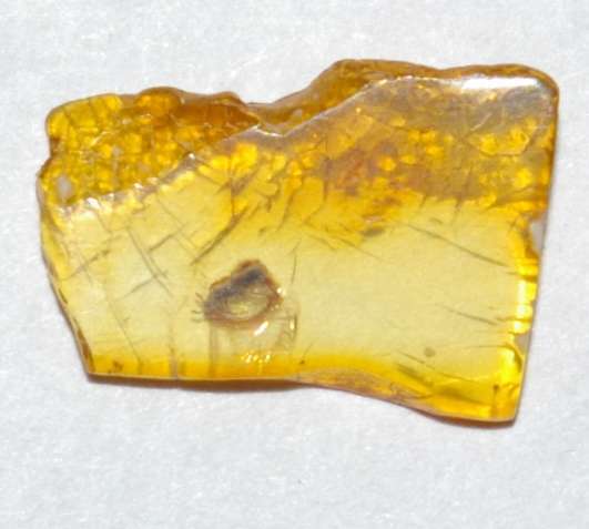 Rove beetle fossil in amber