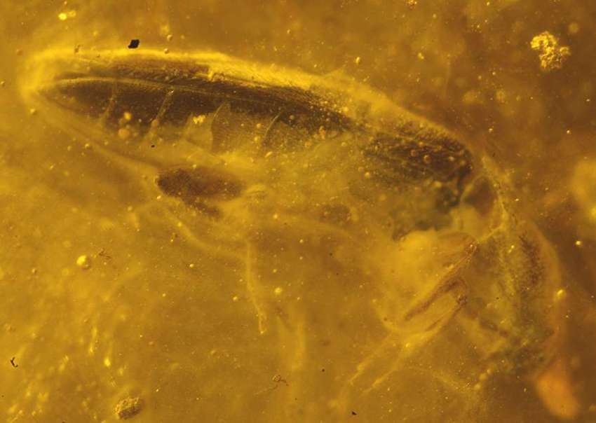 Fossil Elateridae