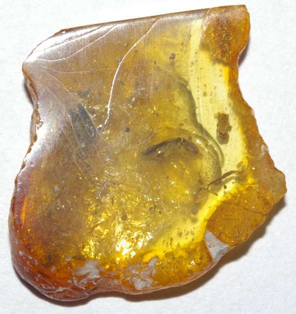Elateridae fossil in amber