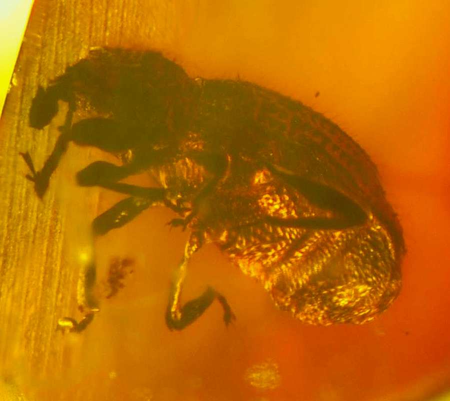 Fossil Weevil beetle Curculionidae