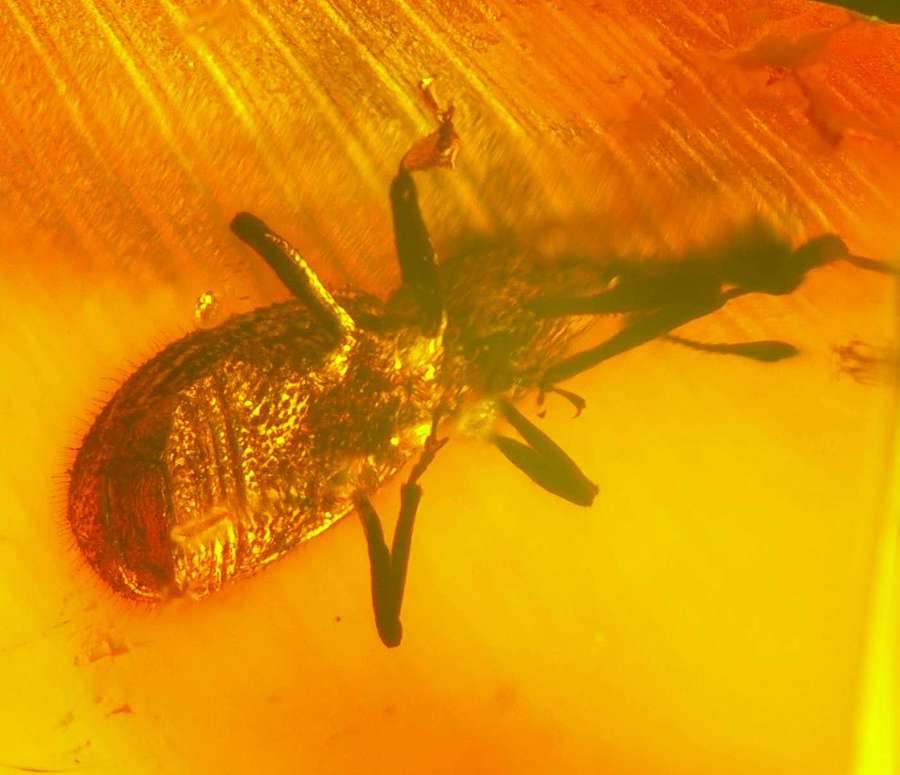 Curculionidae fossil in amber