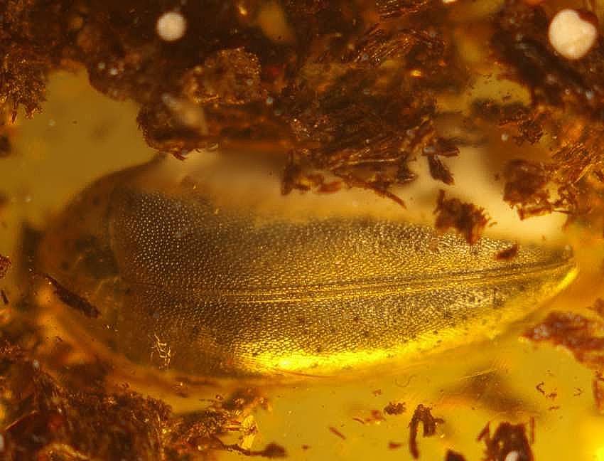 Fossil beetle Melandryidae