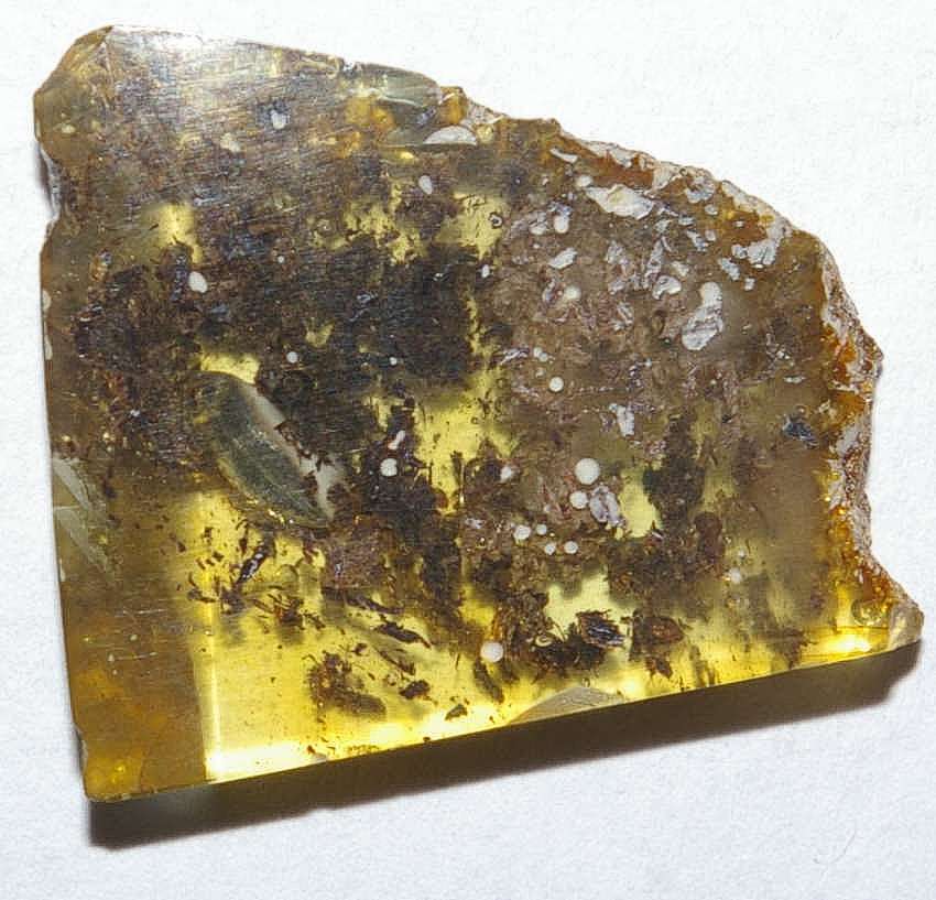 Melandryidae fossil in amber