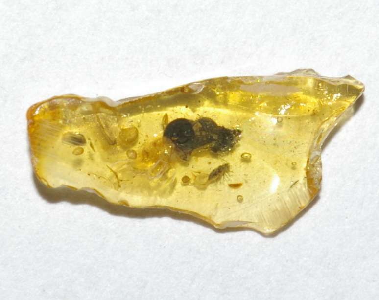 Aderidae in Baltic amber