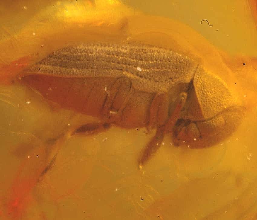 Fossil  beetle