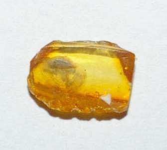 Latridiidae fossil
