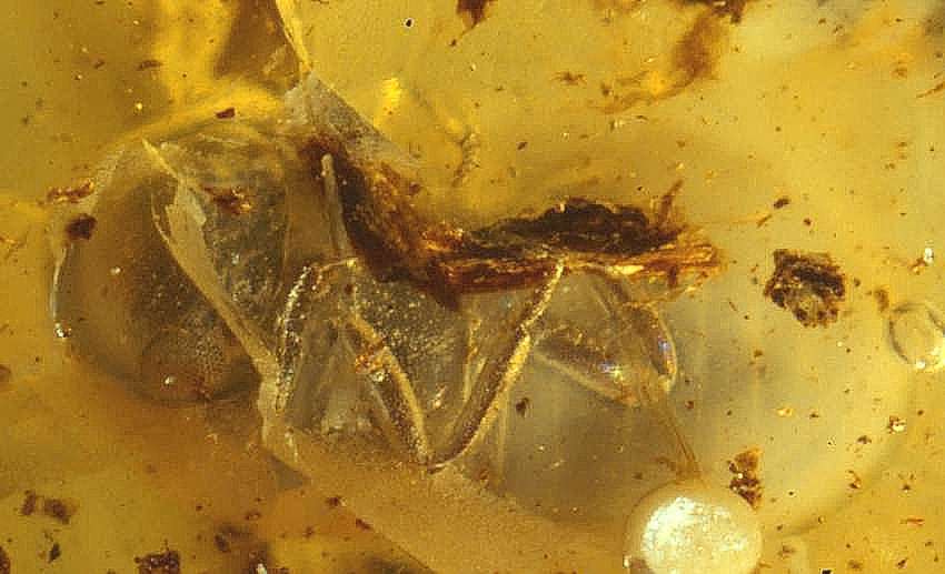 Fossil  beetle