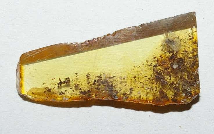 Latridiidae fossil