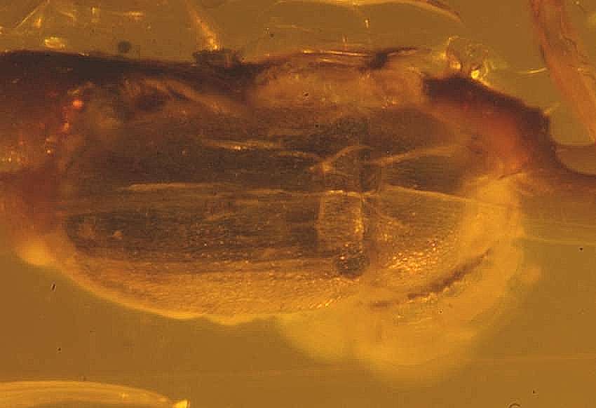 Fossil  beetle