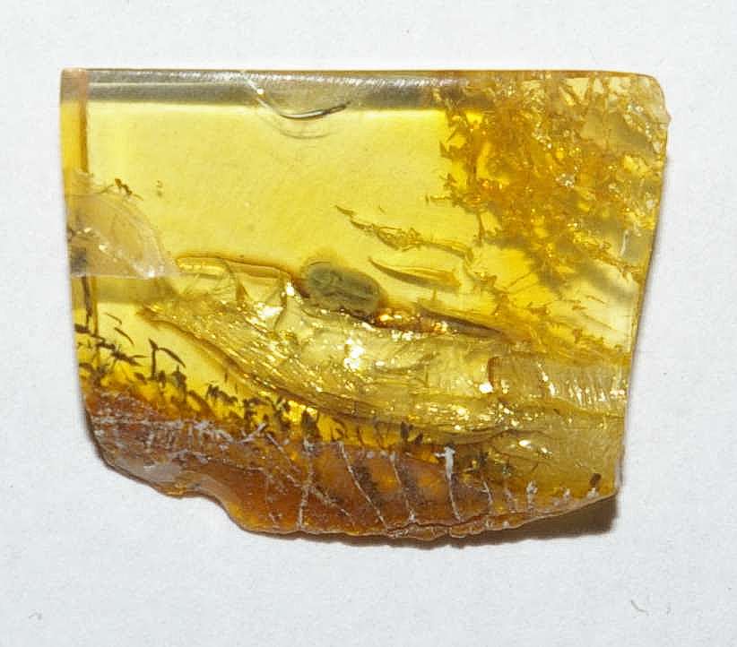 Elateridae fossil