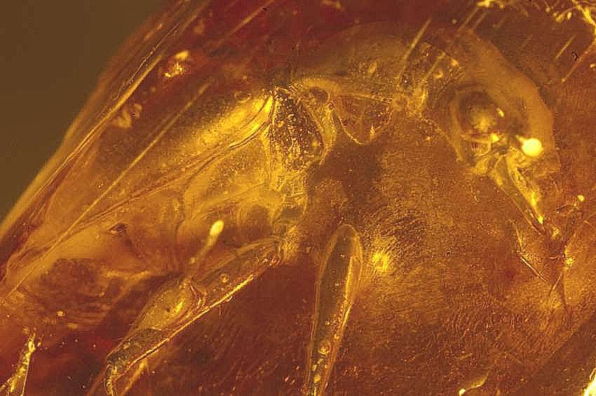 Fossil  beetle