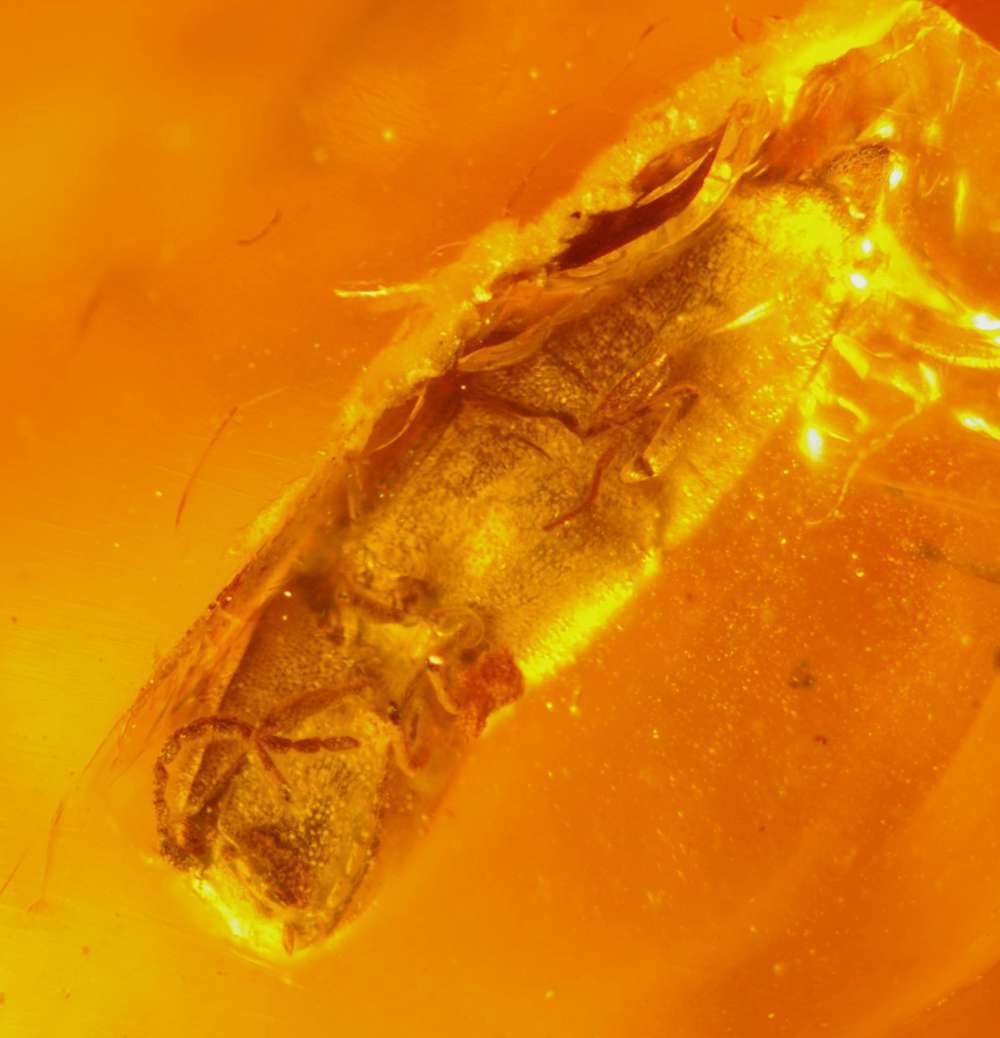 Fossils for sale. Fossil amber for sale. Fossil beetle Coleoptera, fm