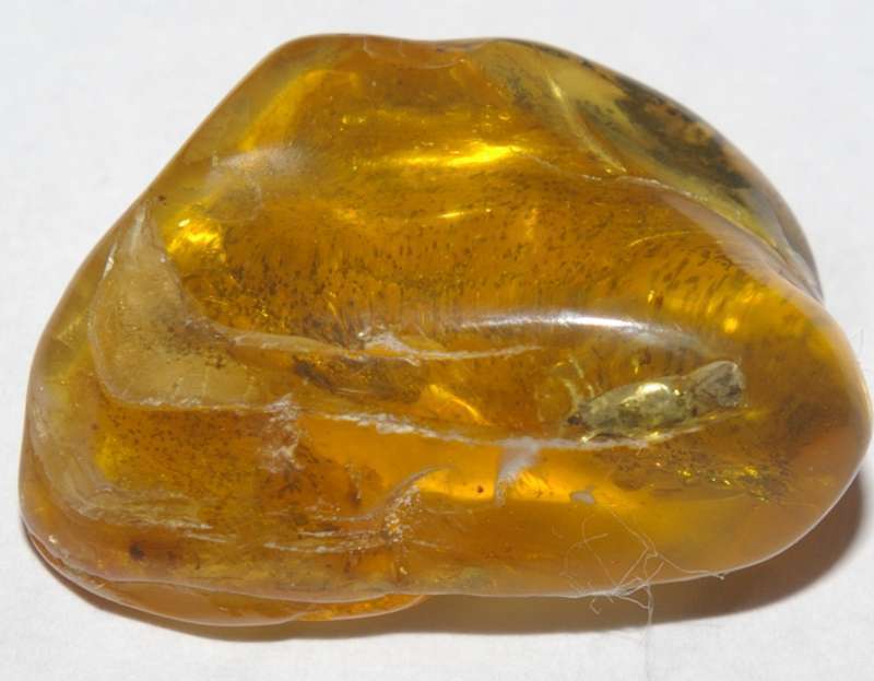 Elateridae fossil
