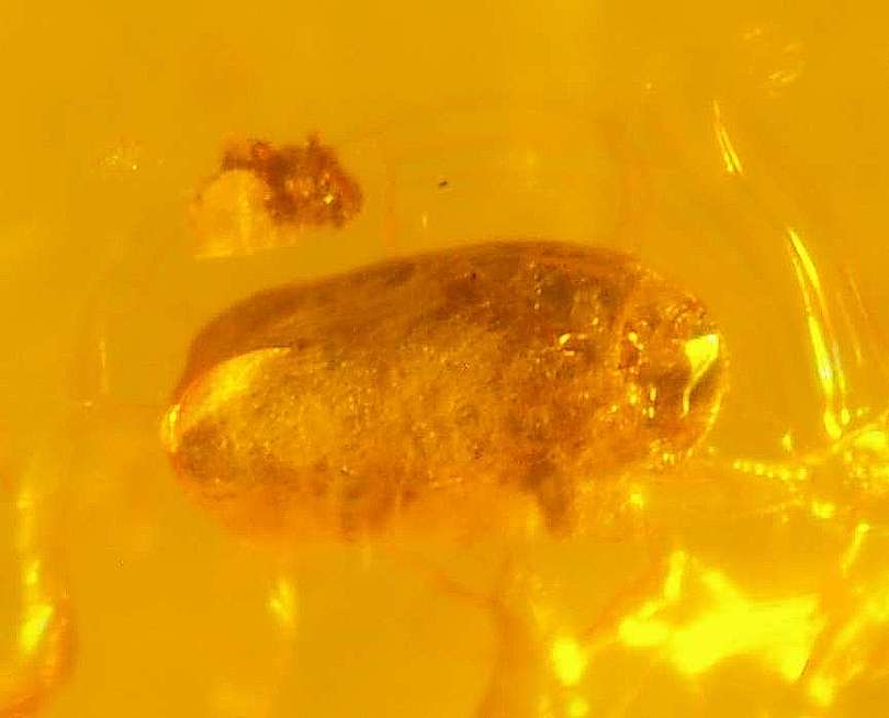 Fossil  beetle