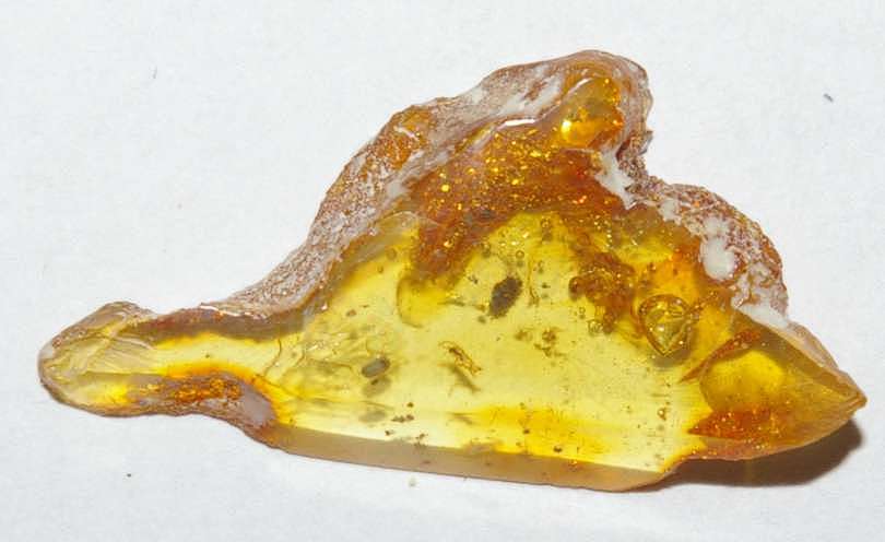 Cryptophagidae fossil