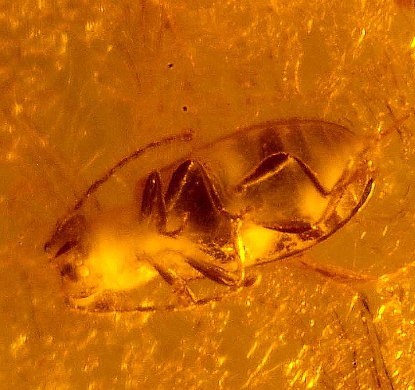 Fossil  beetle