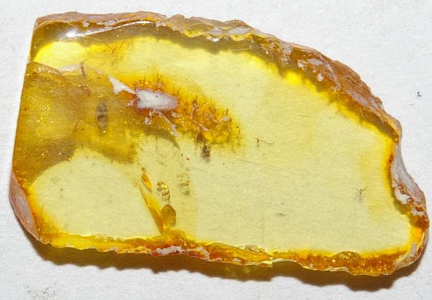 Aderidae fossil