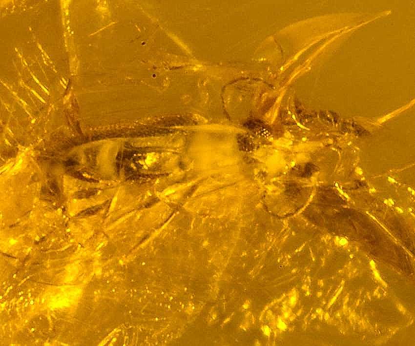 Fossil  beetle