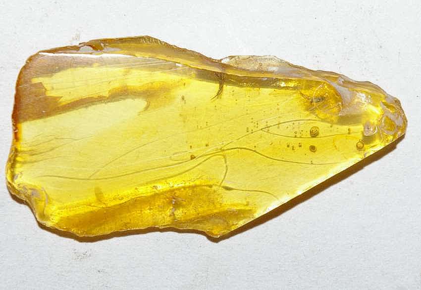 Aderidae fossil