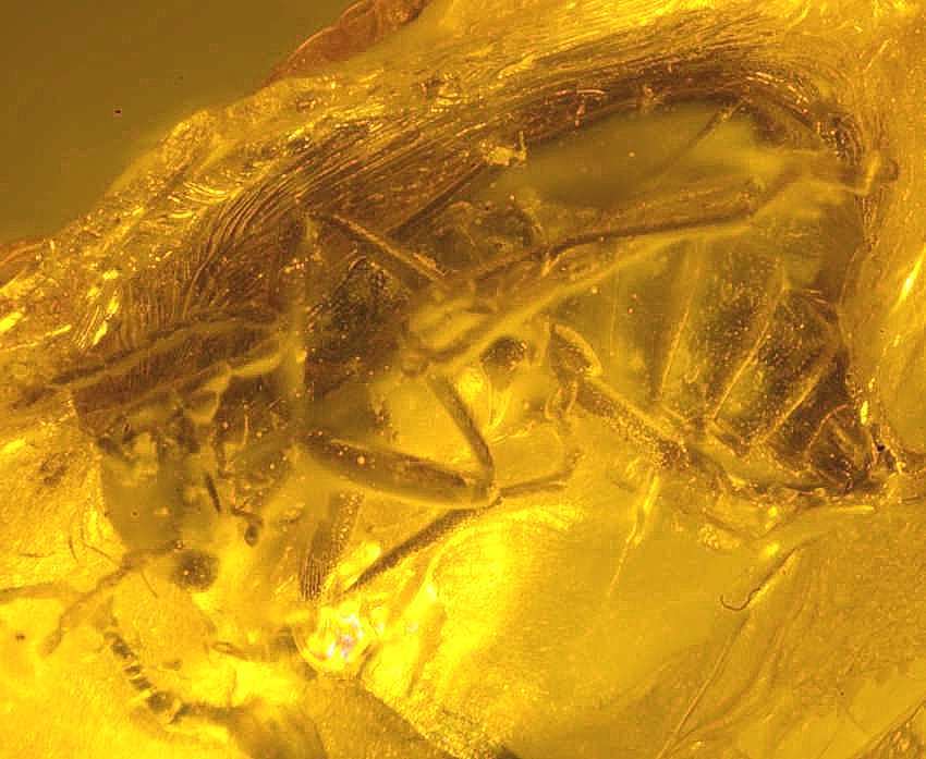 Fossil  beetle