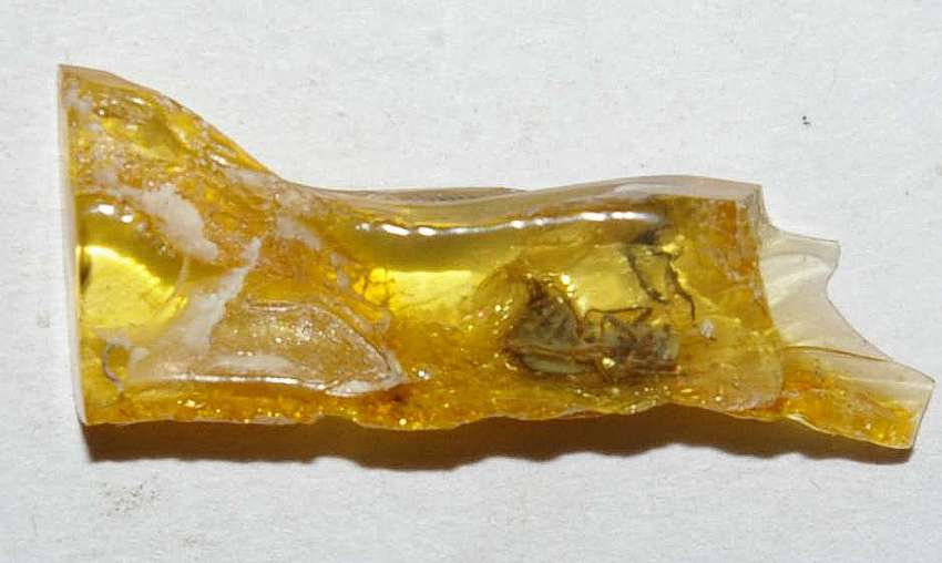 Aderidae fossil
