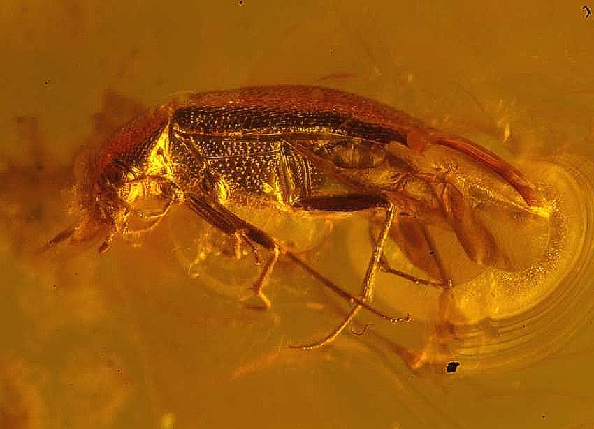 Fossil  beetle