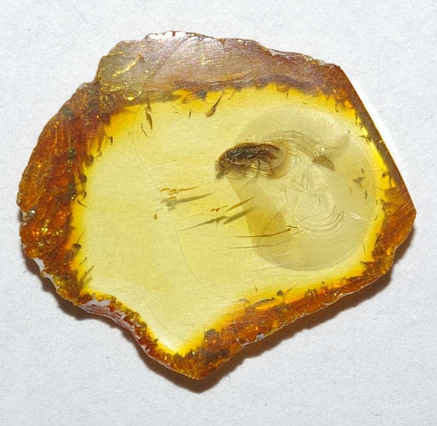 Scraptiidae fossil