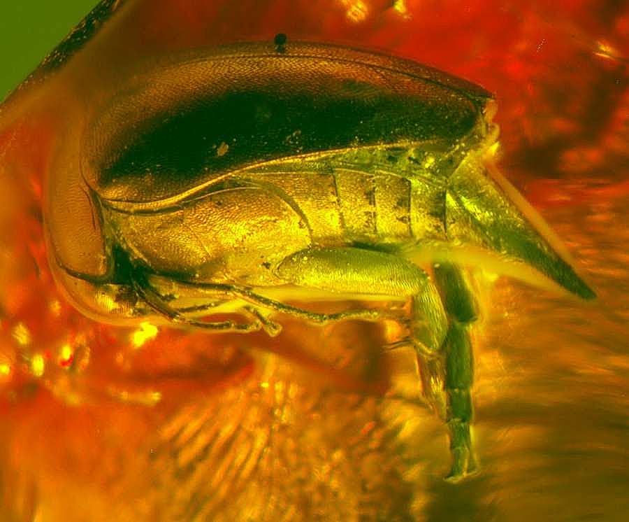 Fossil  beetle