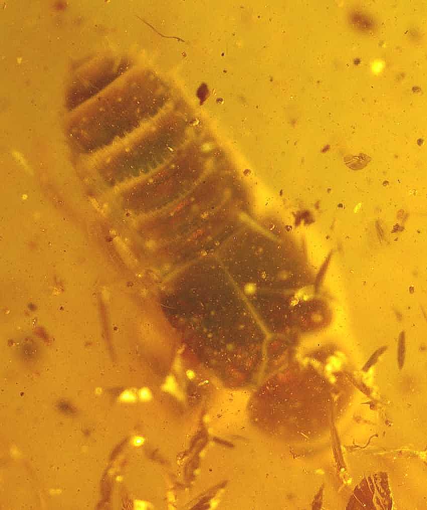 Fossil  beetle