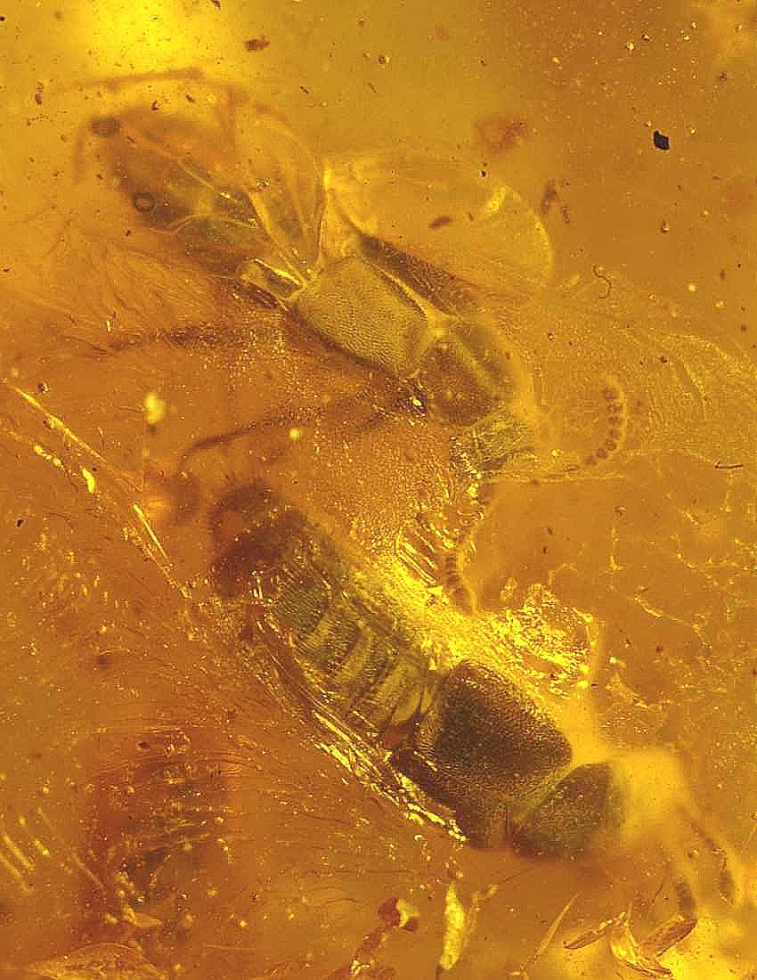 Unique fossils