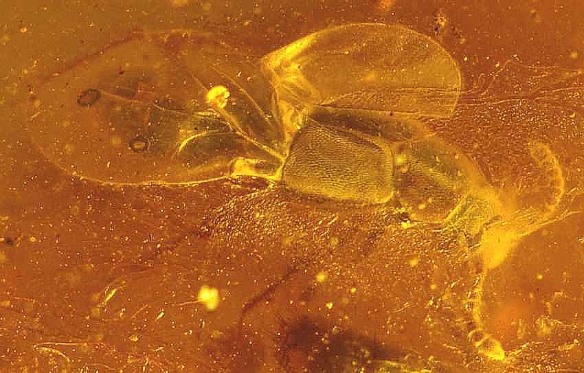 rare fossil