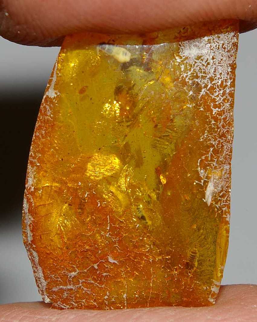 Staphylinidae fossil