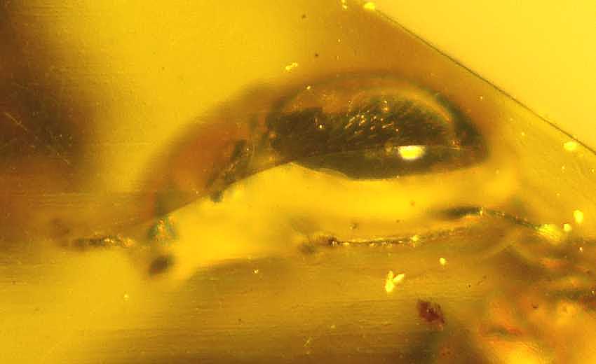 Fossil Corylophidae