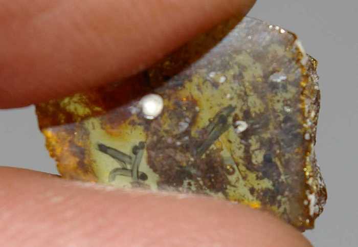 rare fossil