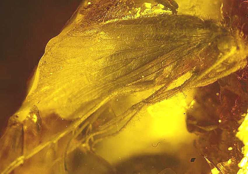 Fossil insects in Baltic amber