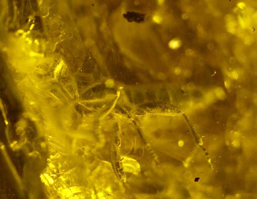 Fossil insects in Baltic amber