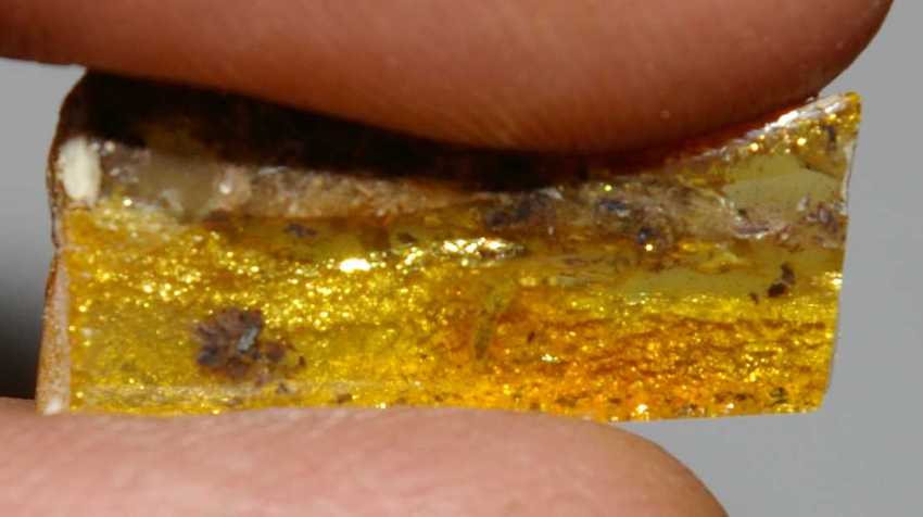 Fossil insects in Baltic amber