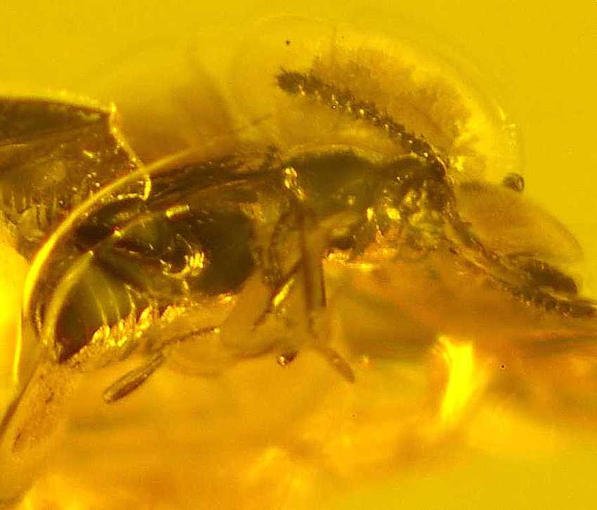 Fossil insects in Baltic amber