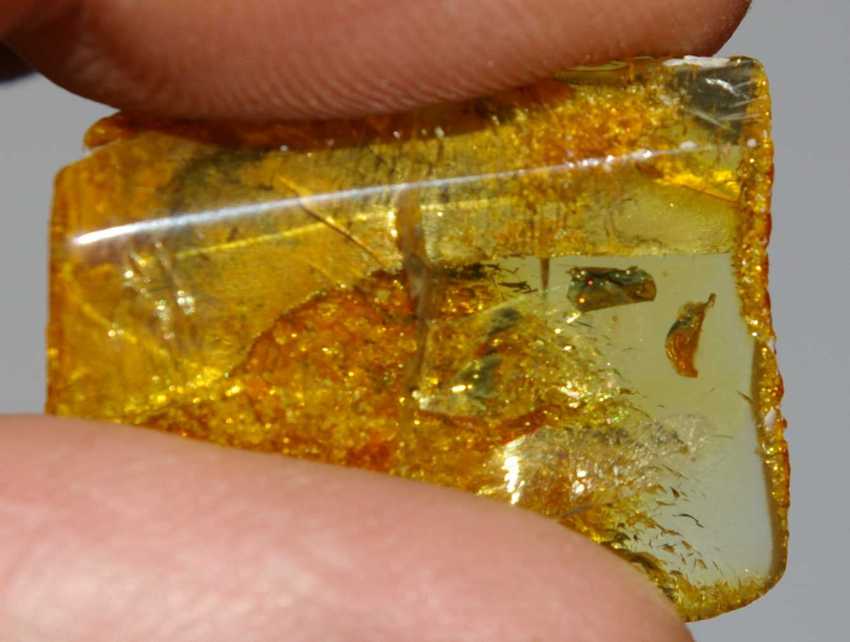 Fossil insects in Baltic amber
