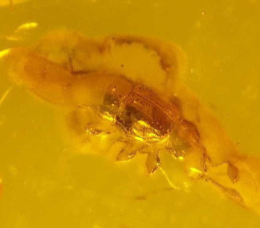 Fossil insect in Baltic amber