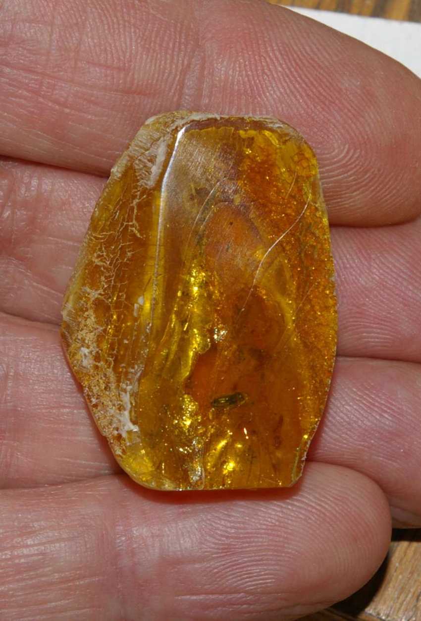 Fossil beetle in Baltic amber