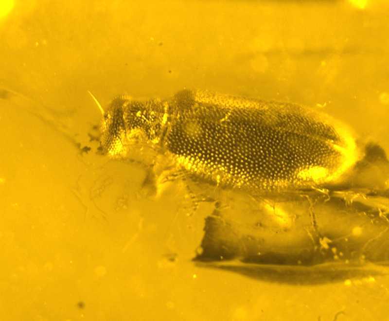 Fossil beetle in Baltic amber