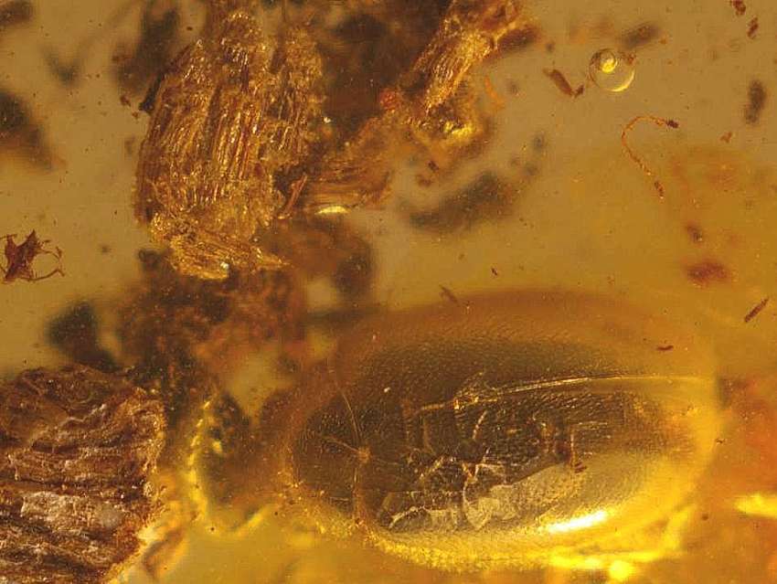 fossil beetle