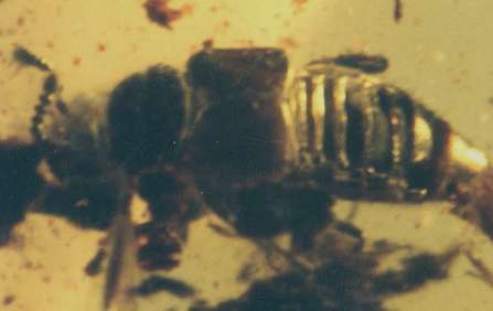 Fossil beetle Staphylinidae