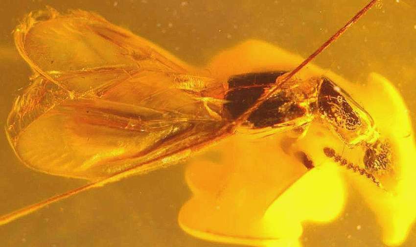 Fossil beetle Staphylinidae