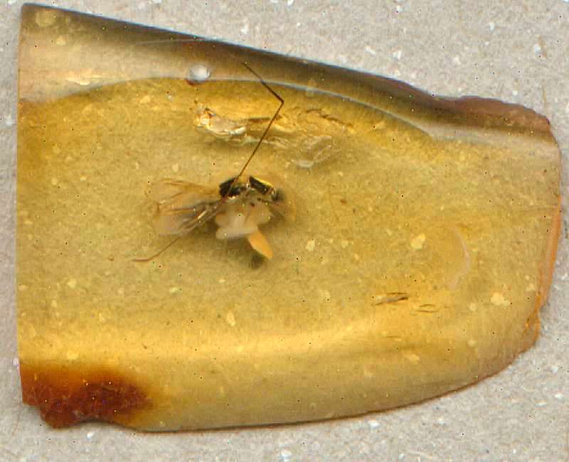 Fossil beetle Staphylinidae