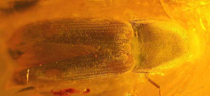 Click beetle fossil
